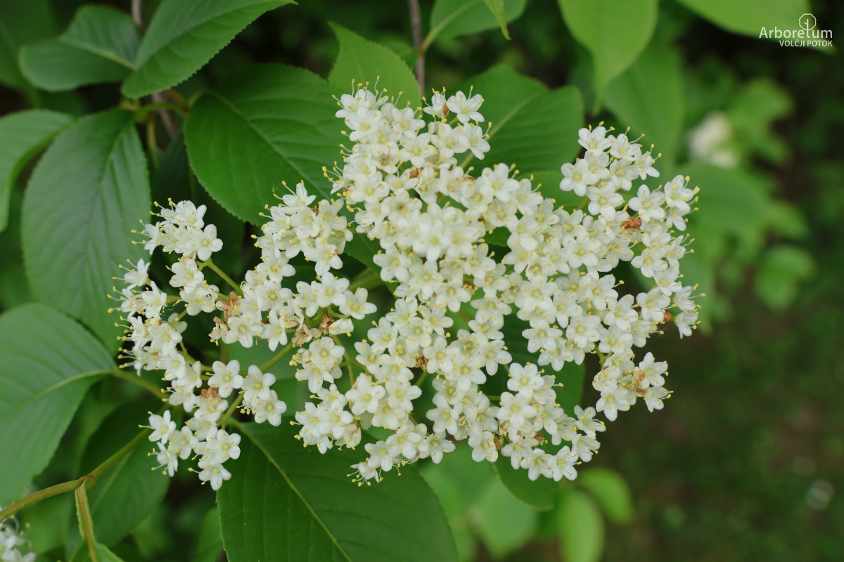 L-2-51_Viburnum lentago_c