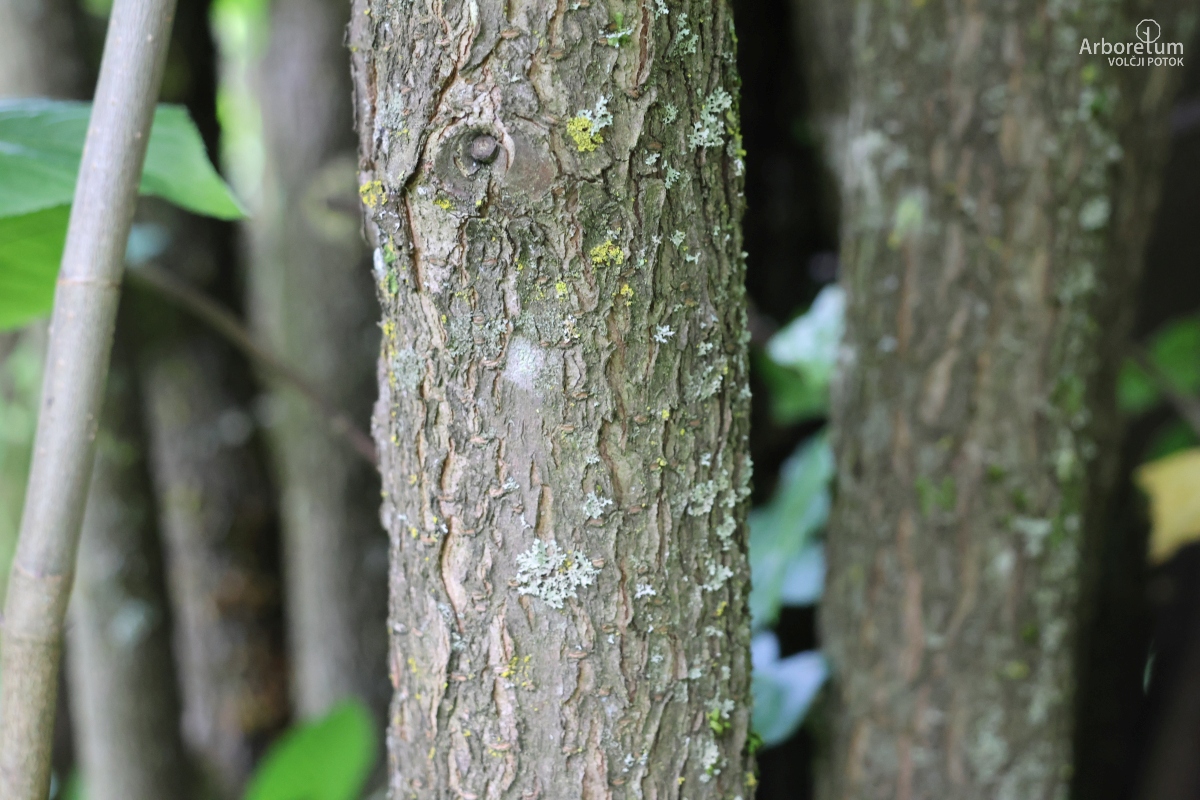 L-2-51_Viburnum lentago_d