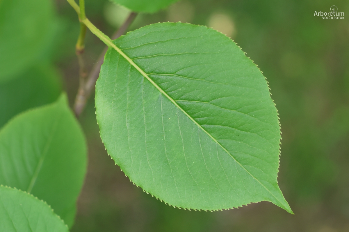 L-2-51_Viburnum lentago_l