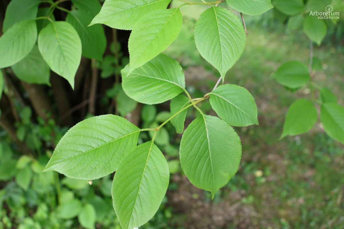 L-2-51_Viburnum lentago_v