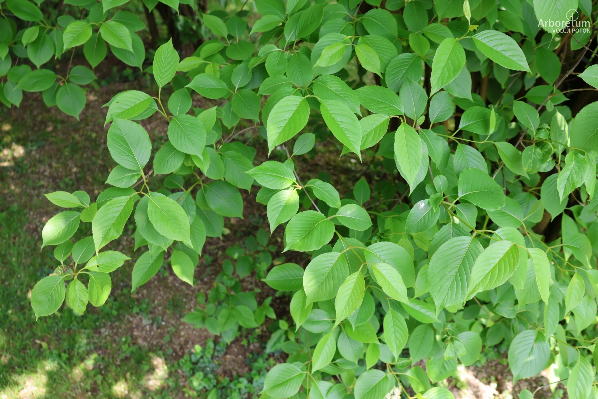 L-2-51_Viburnum lentago_v2