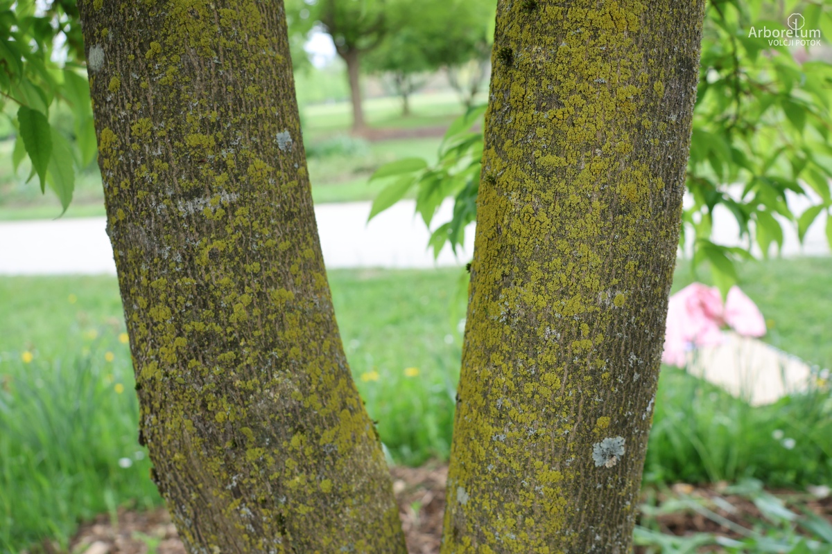 L-5-100_Acer mandshuricum_d