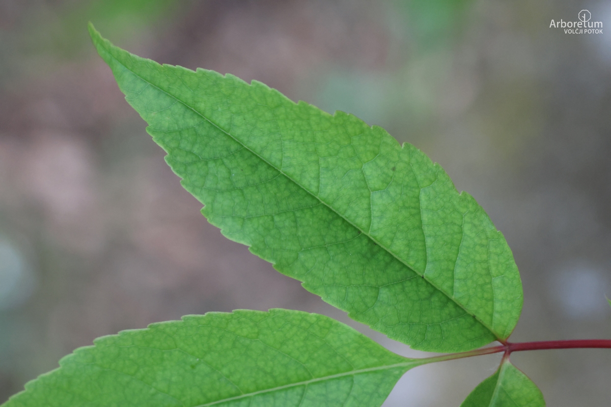 L-5-100_Acer mandshuricum_l