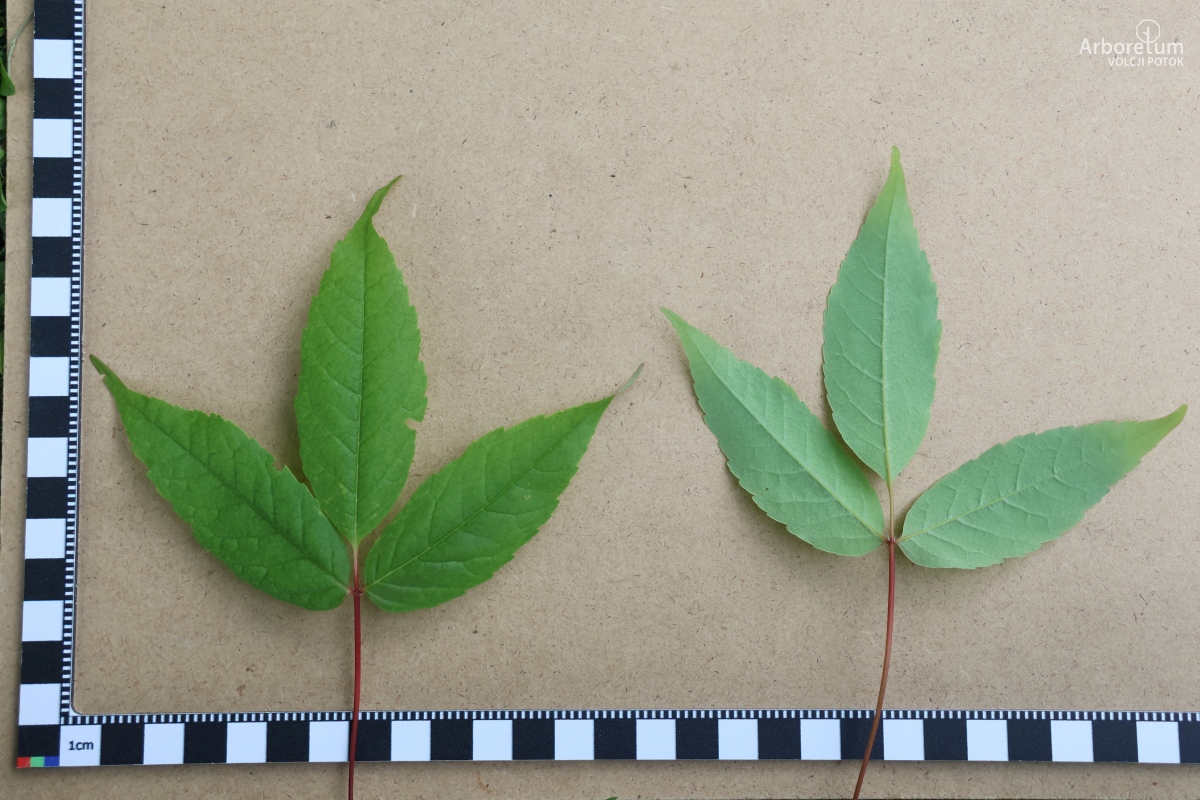 L-5-100_Acer mandshuricum_l2