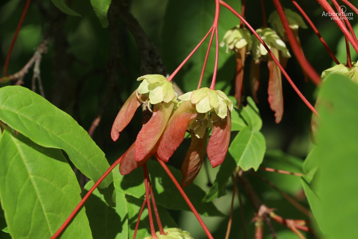 L-5-100_Acer mandshuricum_p11_april