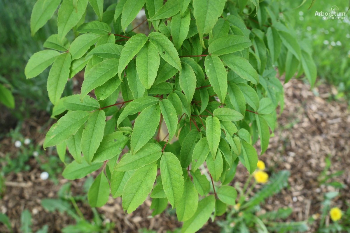 L-5-100_Acer mandshuricum_v
