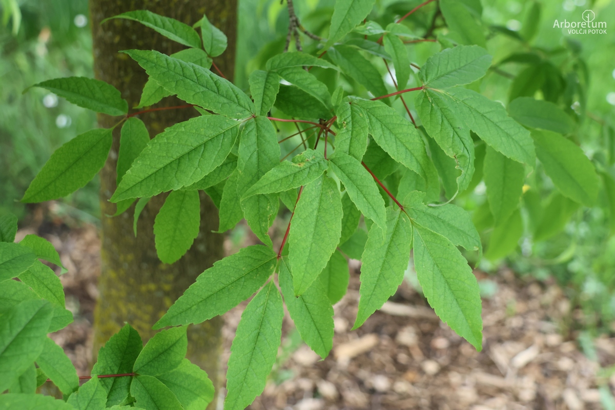 L-5-100_Acer mandshuricum_v2