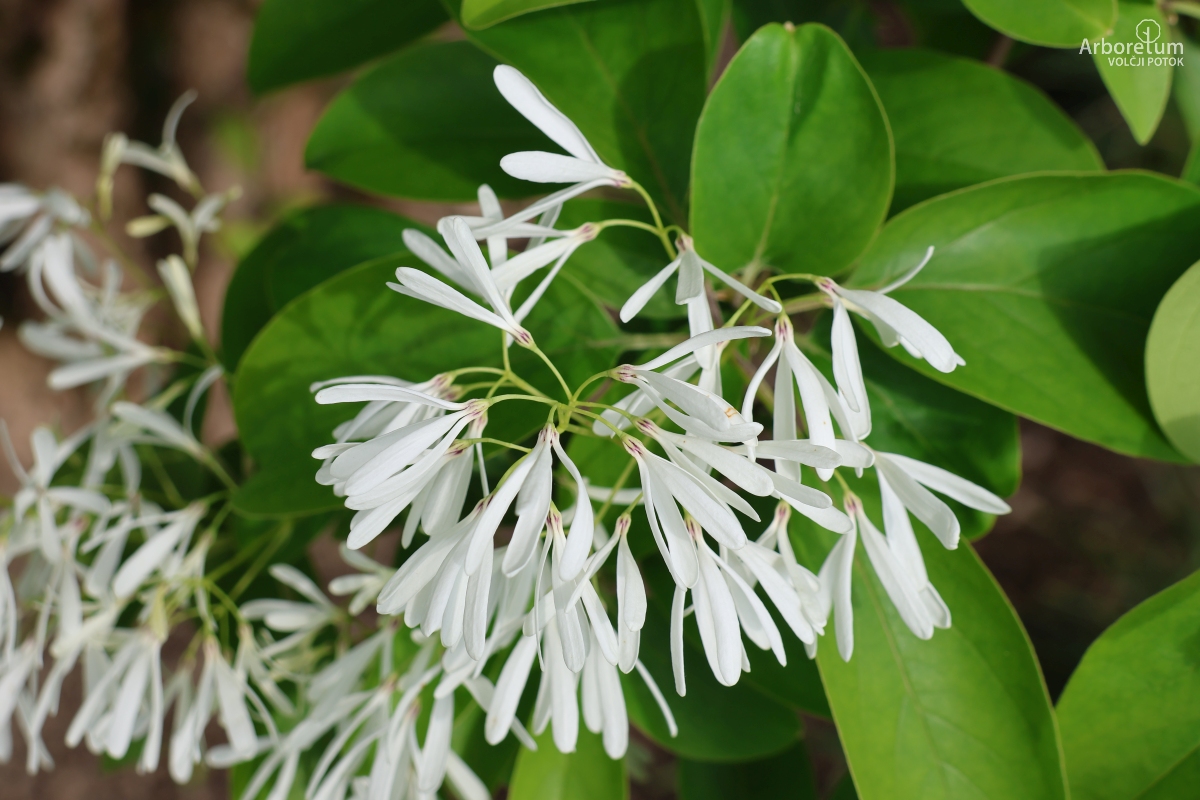 L-5-147_Chionanthus retusus_c