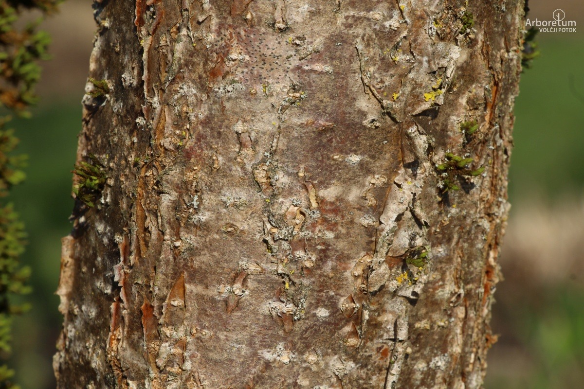 L-5-147_Chionanthus retusus_d5