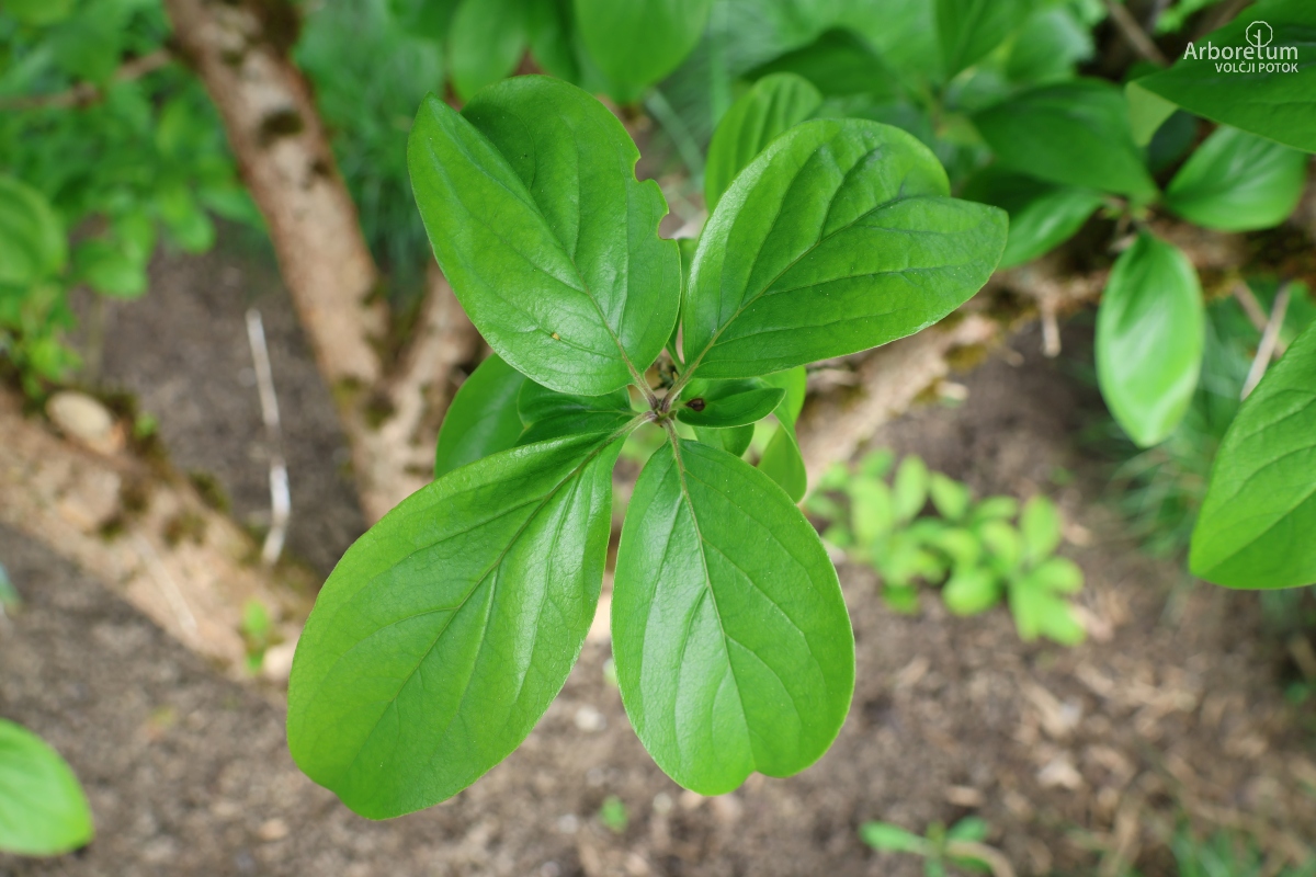 L-5-147_Chionanthus retusus_l