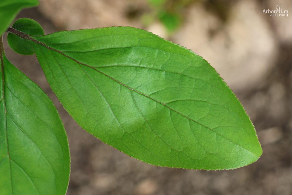 L-5-147_Chionanthus retusus_l2