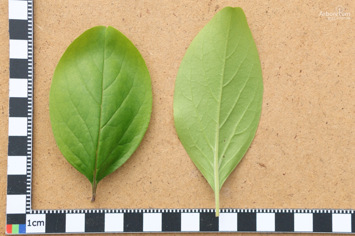 L-5-147_Chionanthus retusus_l5
