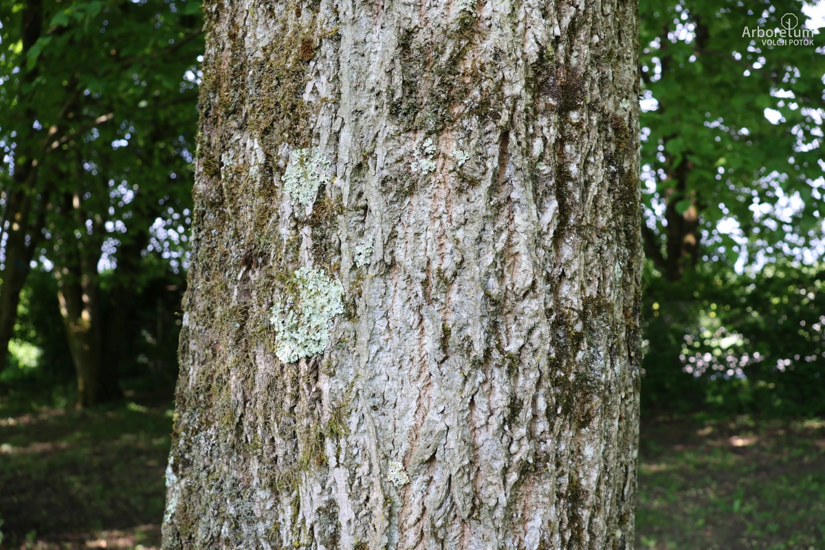 L-5-24_Tilia americana_d