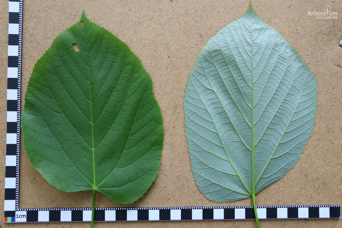 L-5-24_Tilia americana_l5