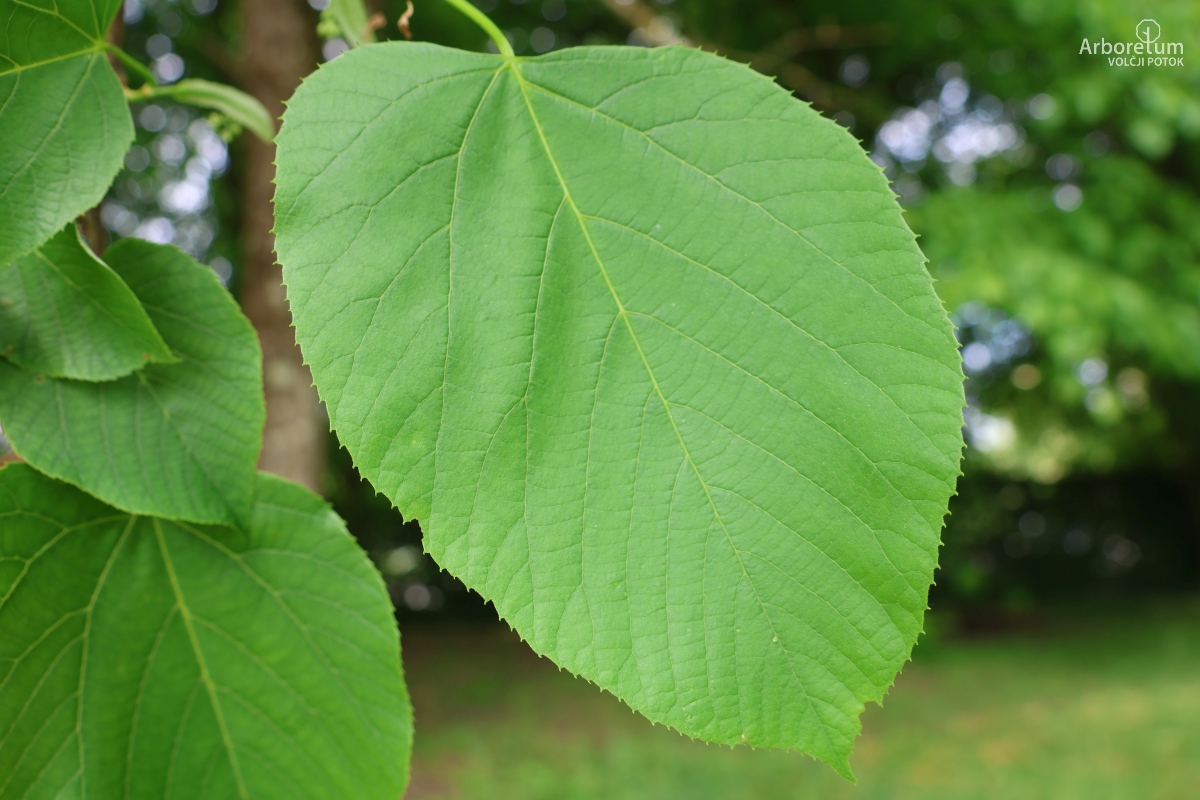 L-5-24_Tilia americana_l6