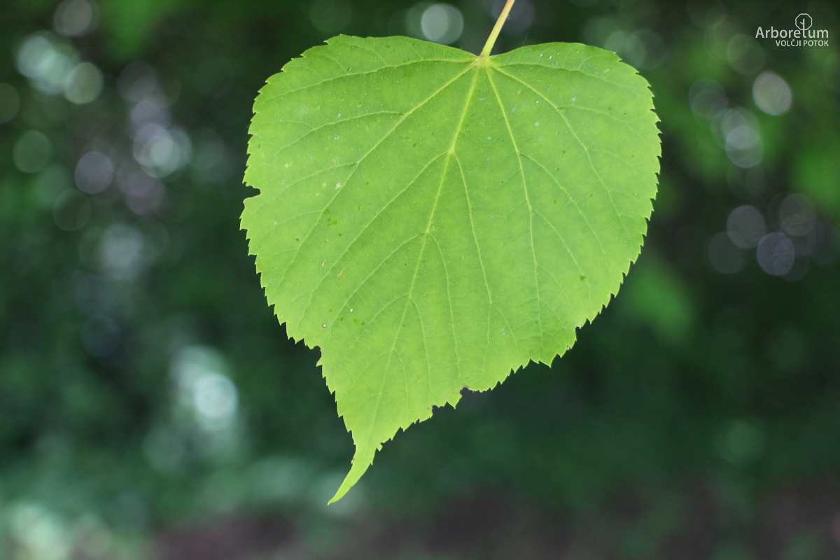L-5-38_Tilia cordata_l12_maj