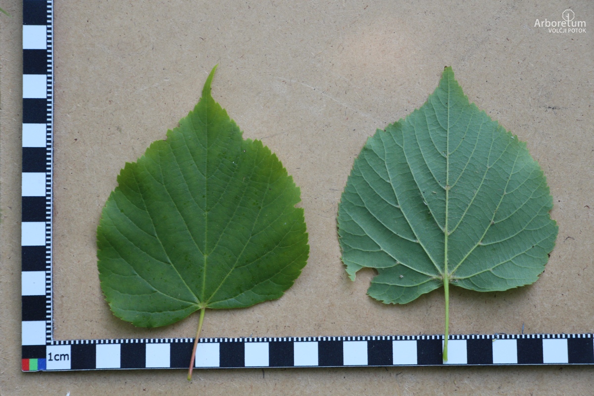 L-5-38_Tilia cordata_l15_maj