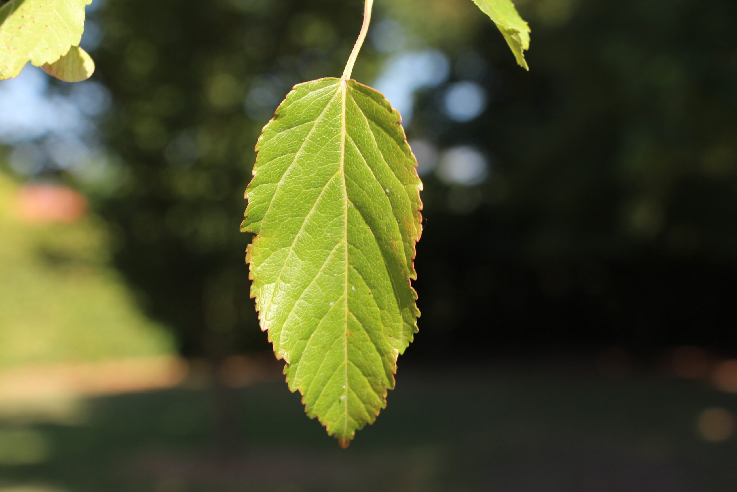 L-5-60_Acer crataegifolium_l