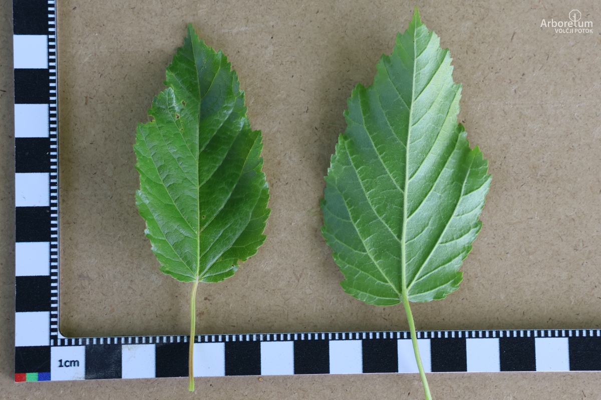 L-5-60_Acer crataegifolium_l5