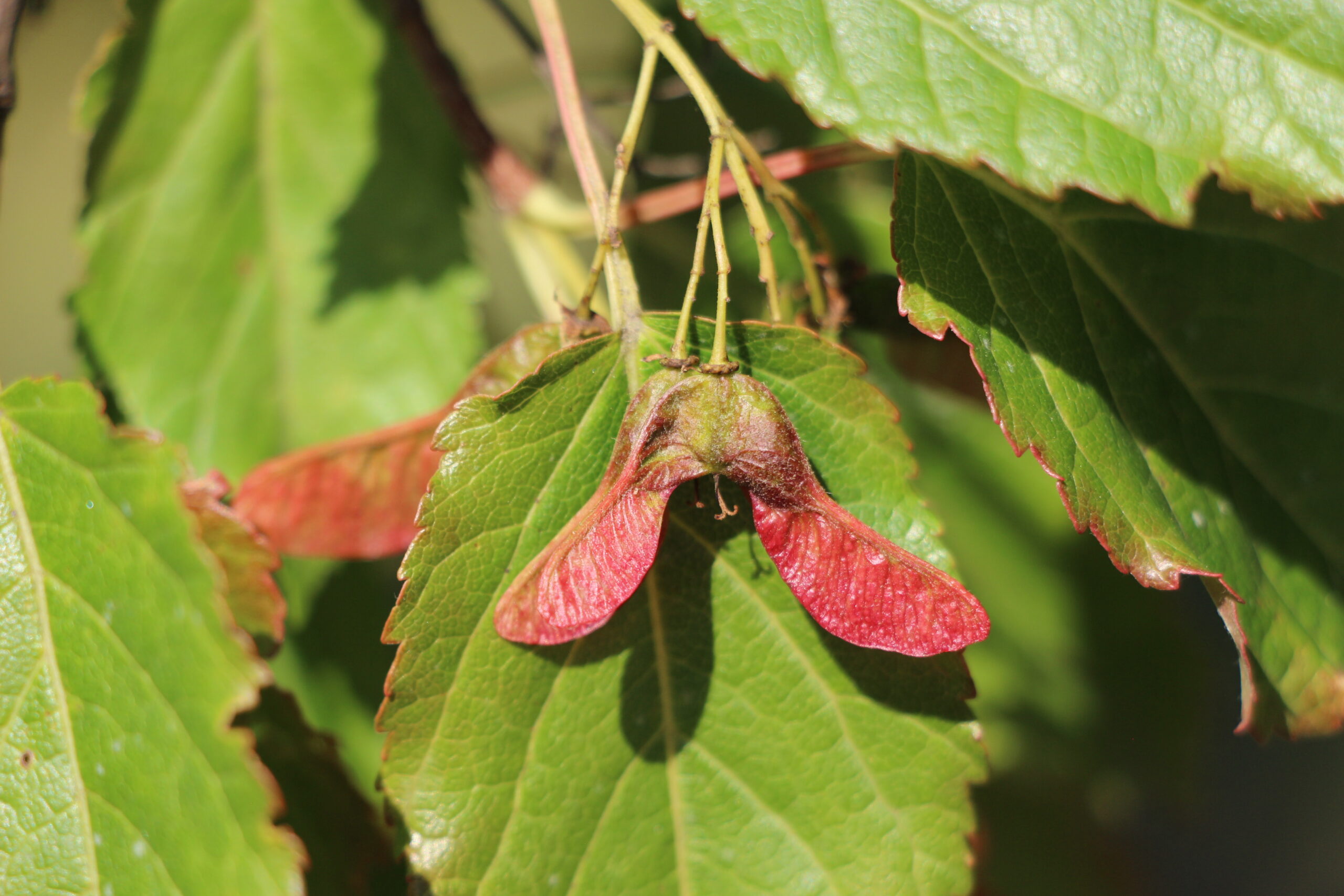 L-5-60_Acer crataegifolium_p