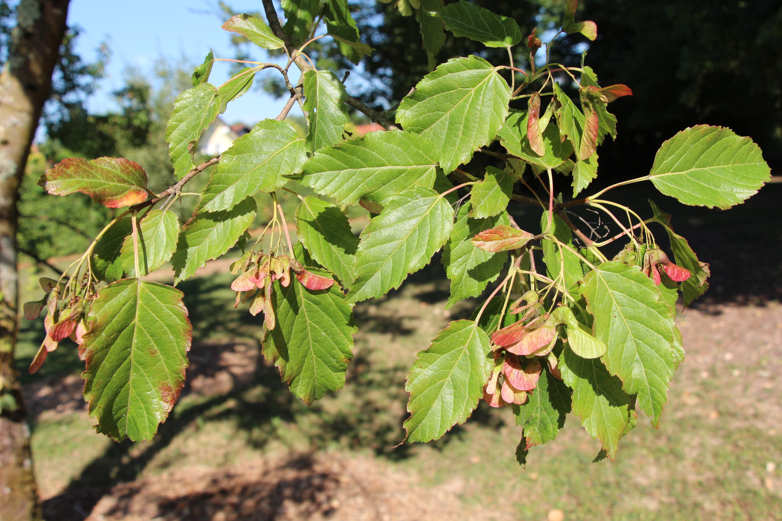 L-5-60_Acer crataegifolium_v