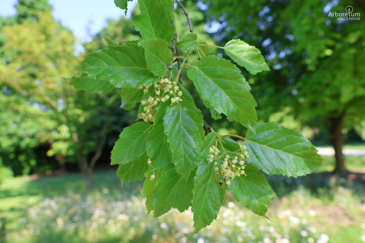 L-5-60_Acer crataegifolium_v