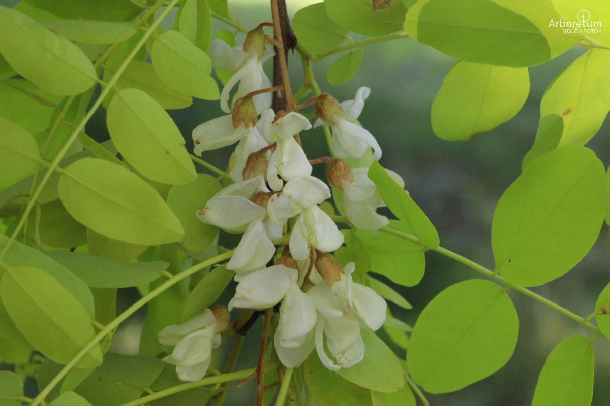 L-6-71_Robinia pseudoacacia ‘Frisia’_c10