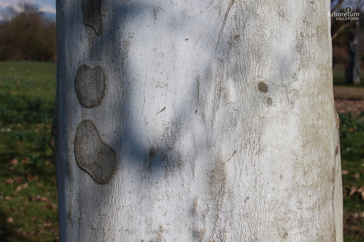 L-7-65_Platanus × hispanica ‘Suttneri’_d5