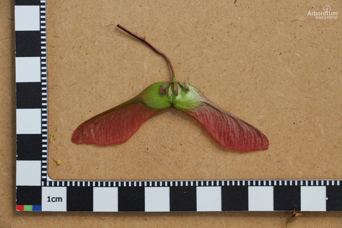 A-5-86_Acer platanoides ‘Schwedleri’_p5_april