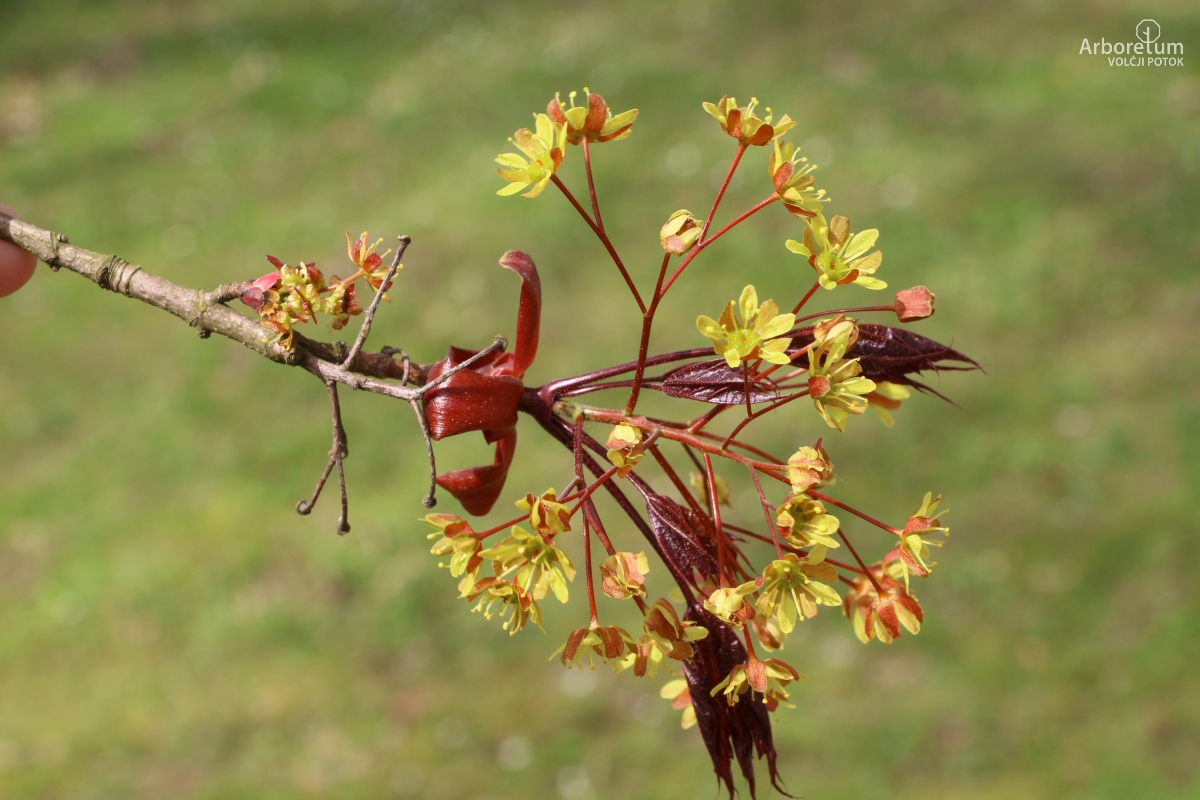 A-7-19_Acer platanoides ‘Schwedleri’_c5