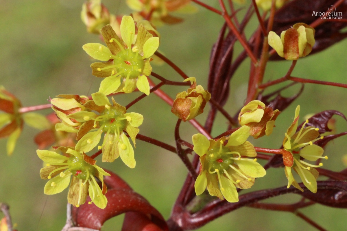 A-7-19_Acer platanoides ‘Schwedleri’_c6