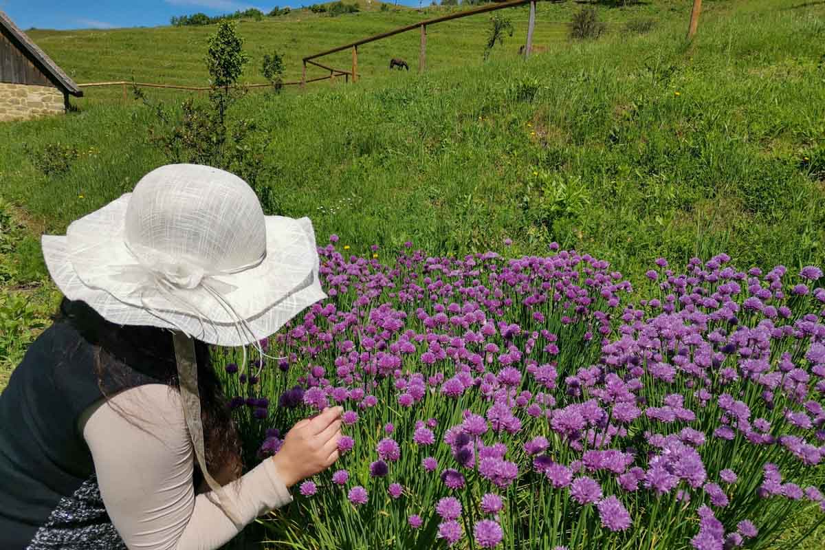 DSNV25-Muzej na prostem Rogatec