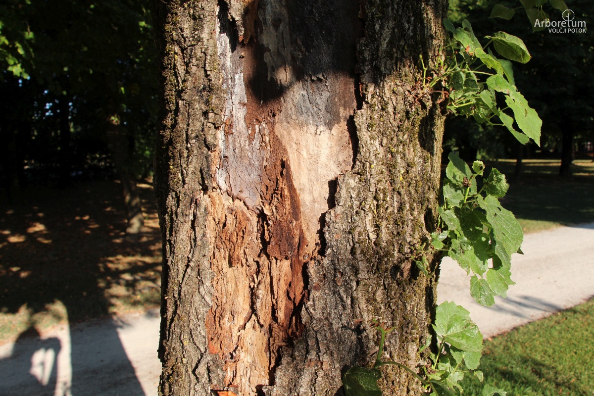 L-5-112_Tilia americana ‘Fastigiata’_d