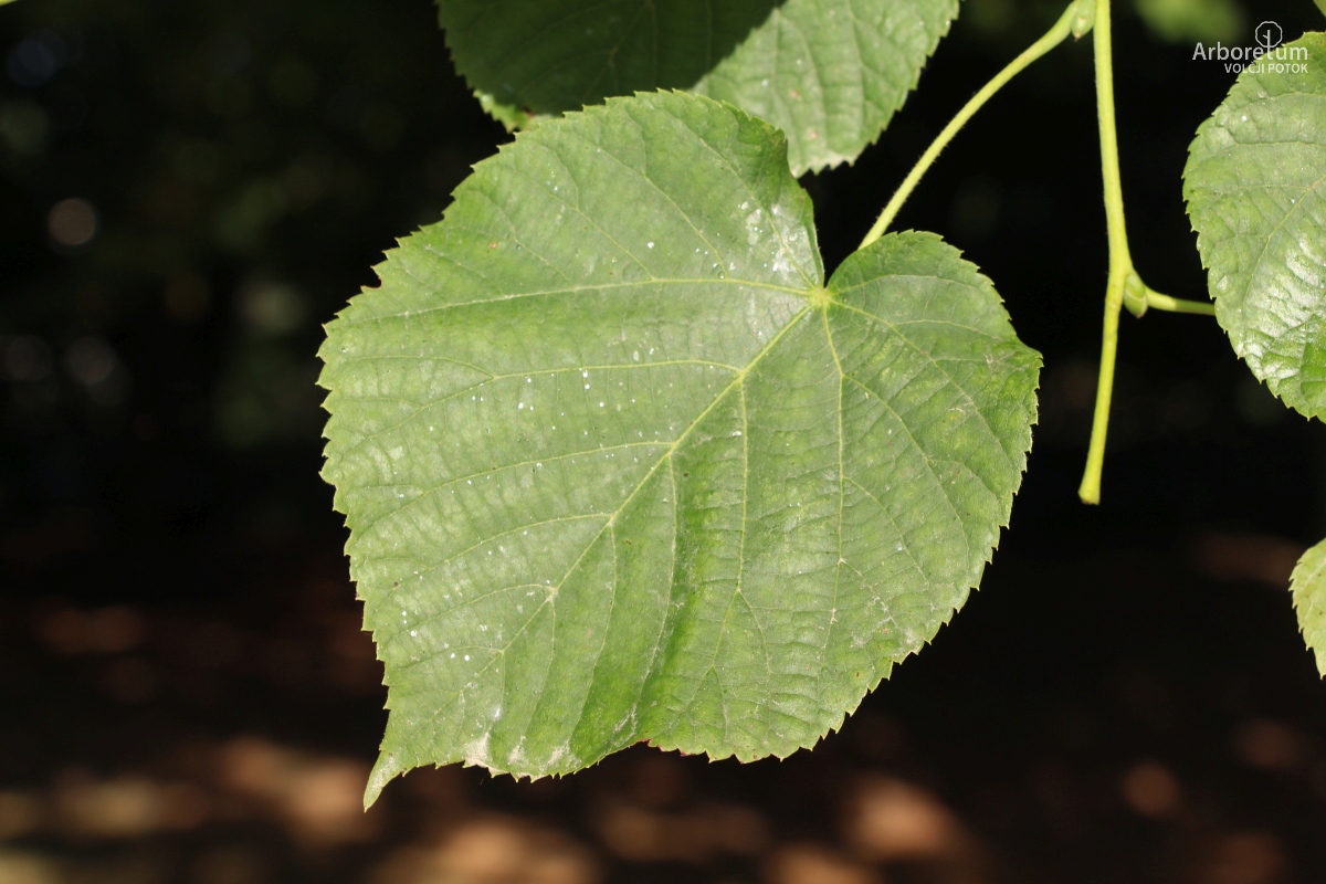 L-5-112_Tilia americana ‘Fastigiata’_l