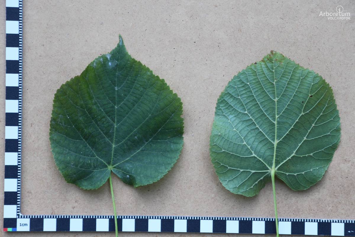 L-5-112_Tilia americana ‘Fastigiata’_l5
