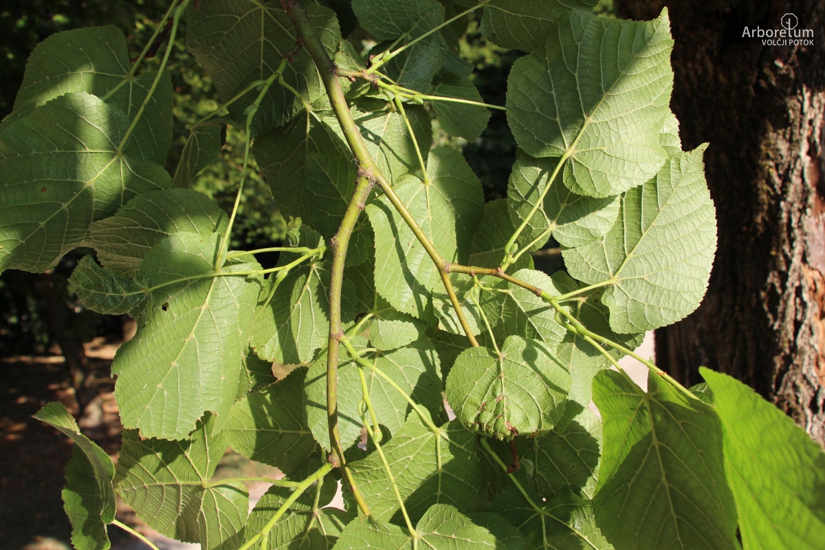 L-5-112_Tilia americana ‘Fastigiata’_v