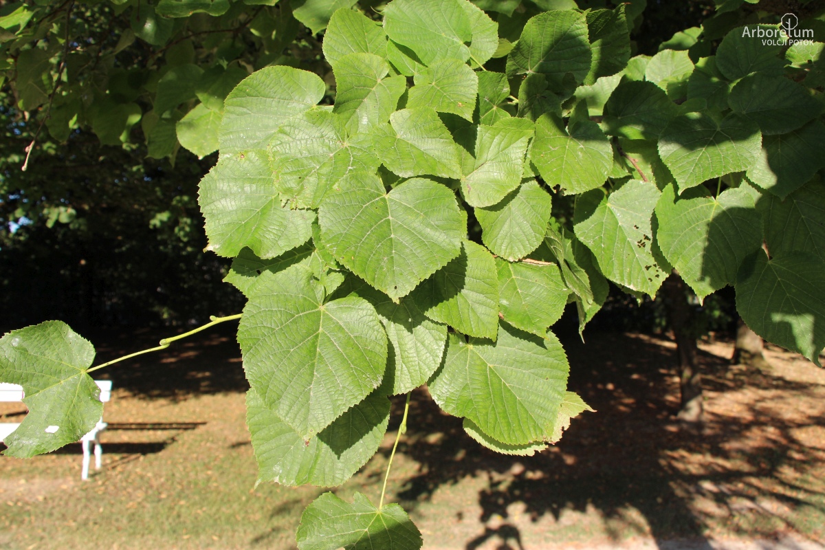 L-5-112_Tilia americana ‘Fastigiata’_v2