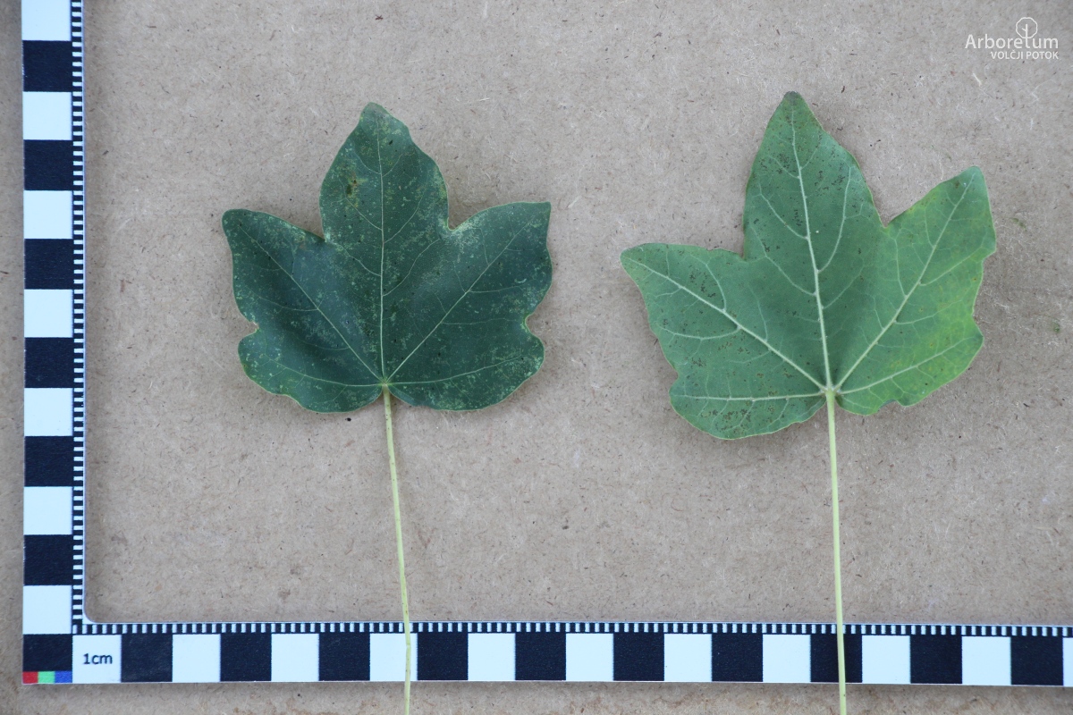 L-5-115_Acer campestre_l5