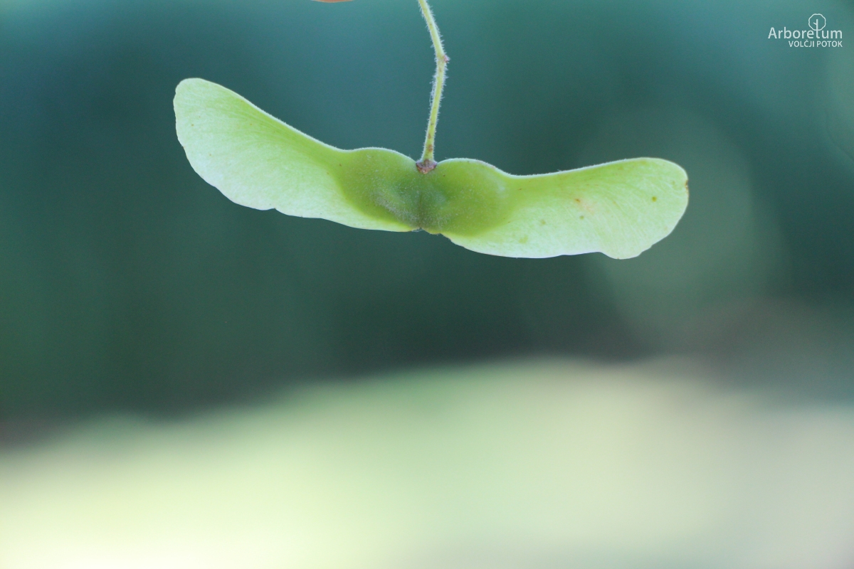 L-5-115_Acer campestre_p