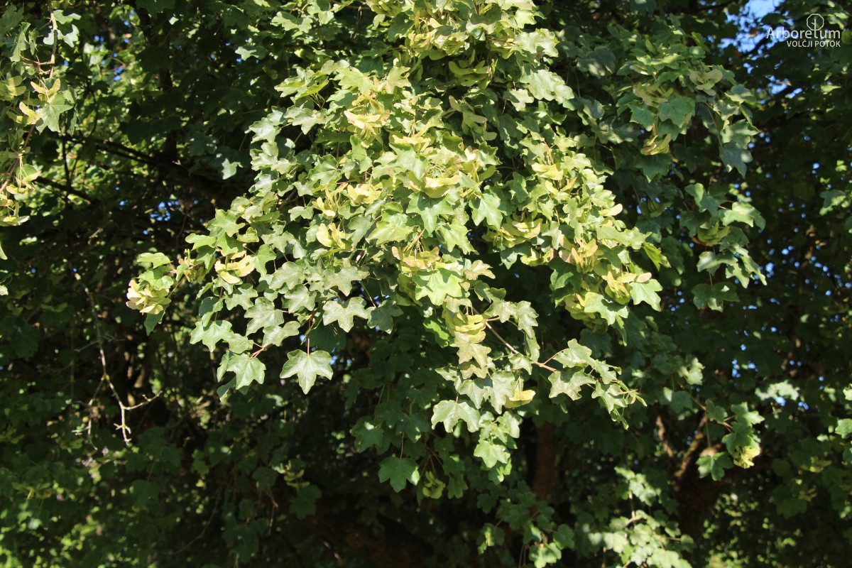 L-5-115_Acer campestre_v