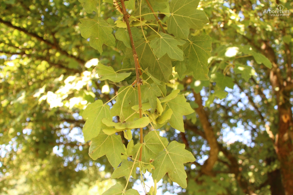 L-5-115_Acer campestre_v2