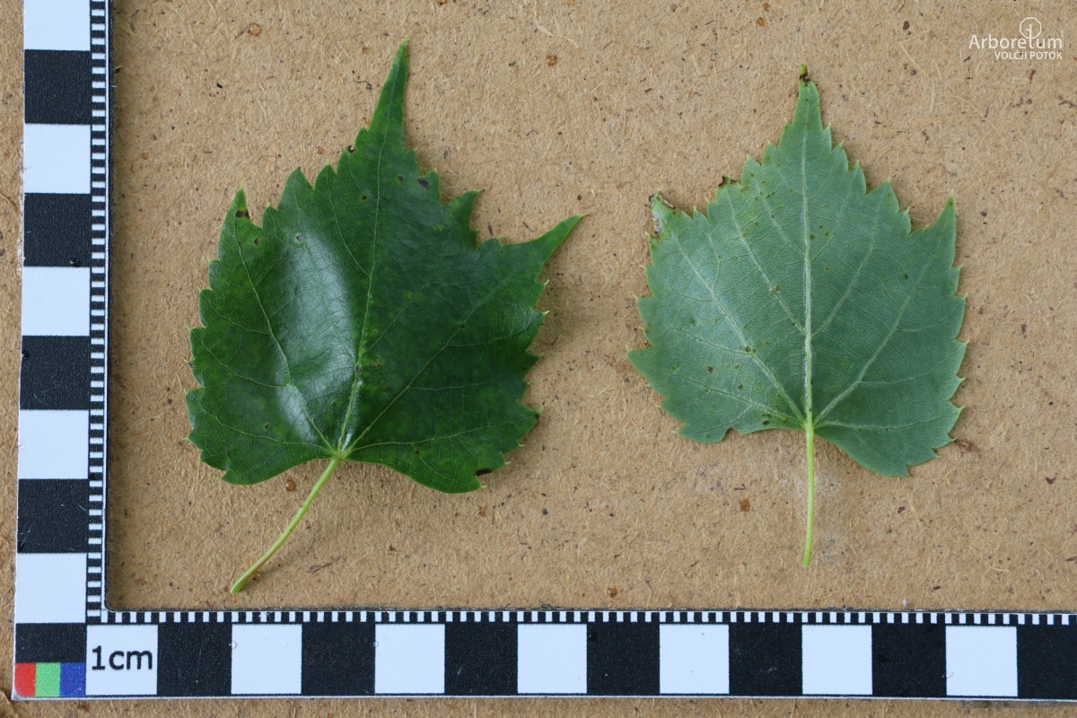 L-5-122_Tilia mongolica_l