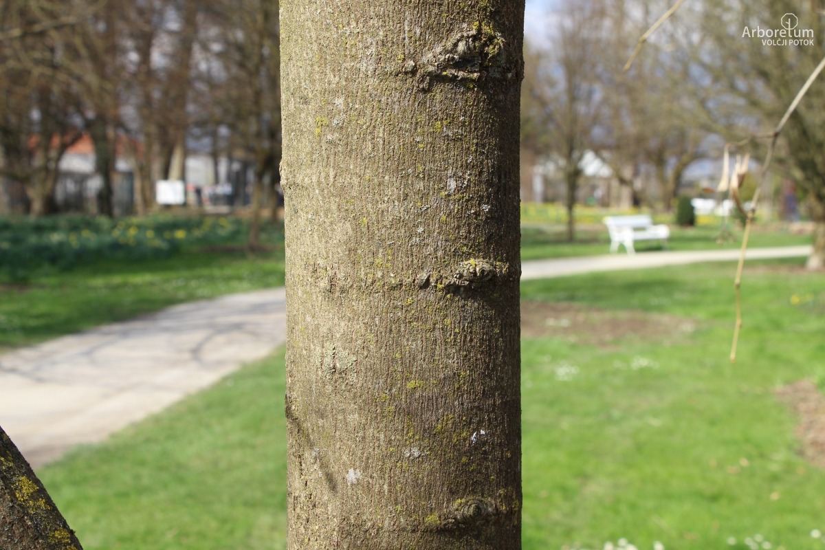 L-5-124_Tilia henryana ‘Arnold Select’_d4
