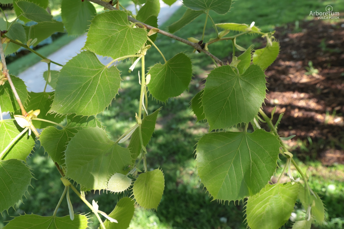 L-5-124_Tilia henryana ‘Arnold select’_h