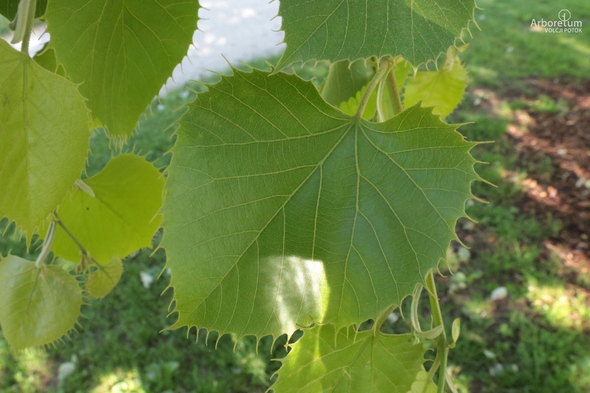 L-5-124_Tilia henryana ‘Arnold select’_l