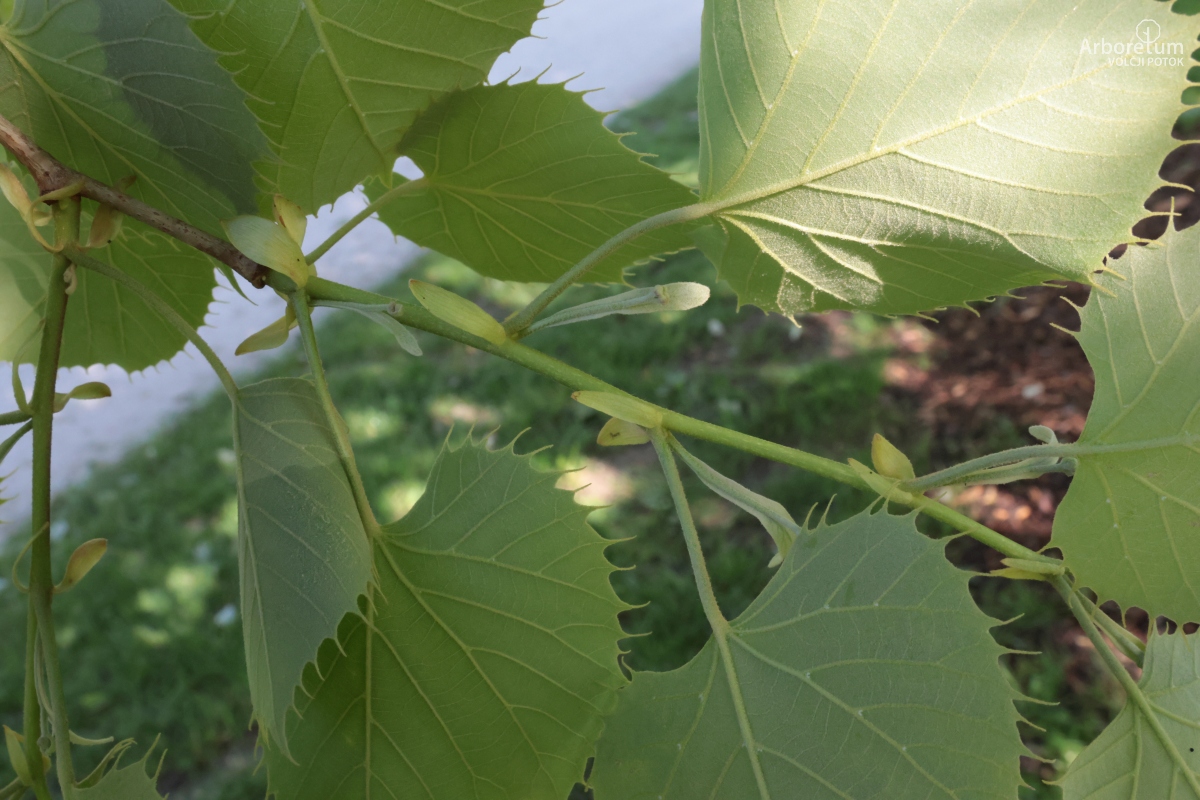 L-5-124_Tilia henryana ‘Arnold select’_v3