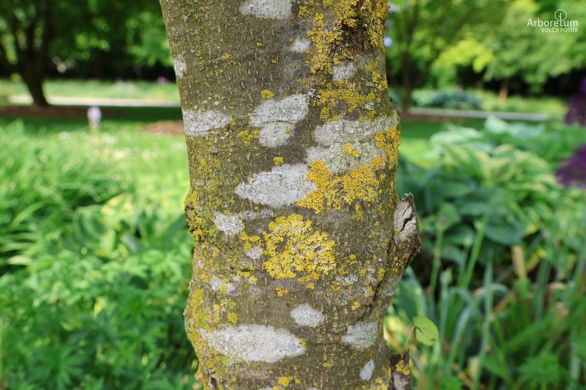 L-5-125_Tilia × europaea ‘Wratislaviensis’_d