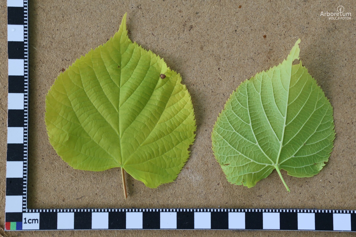 L-5-125_Tilia × europaea ‘Wratislaviensis’_l