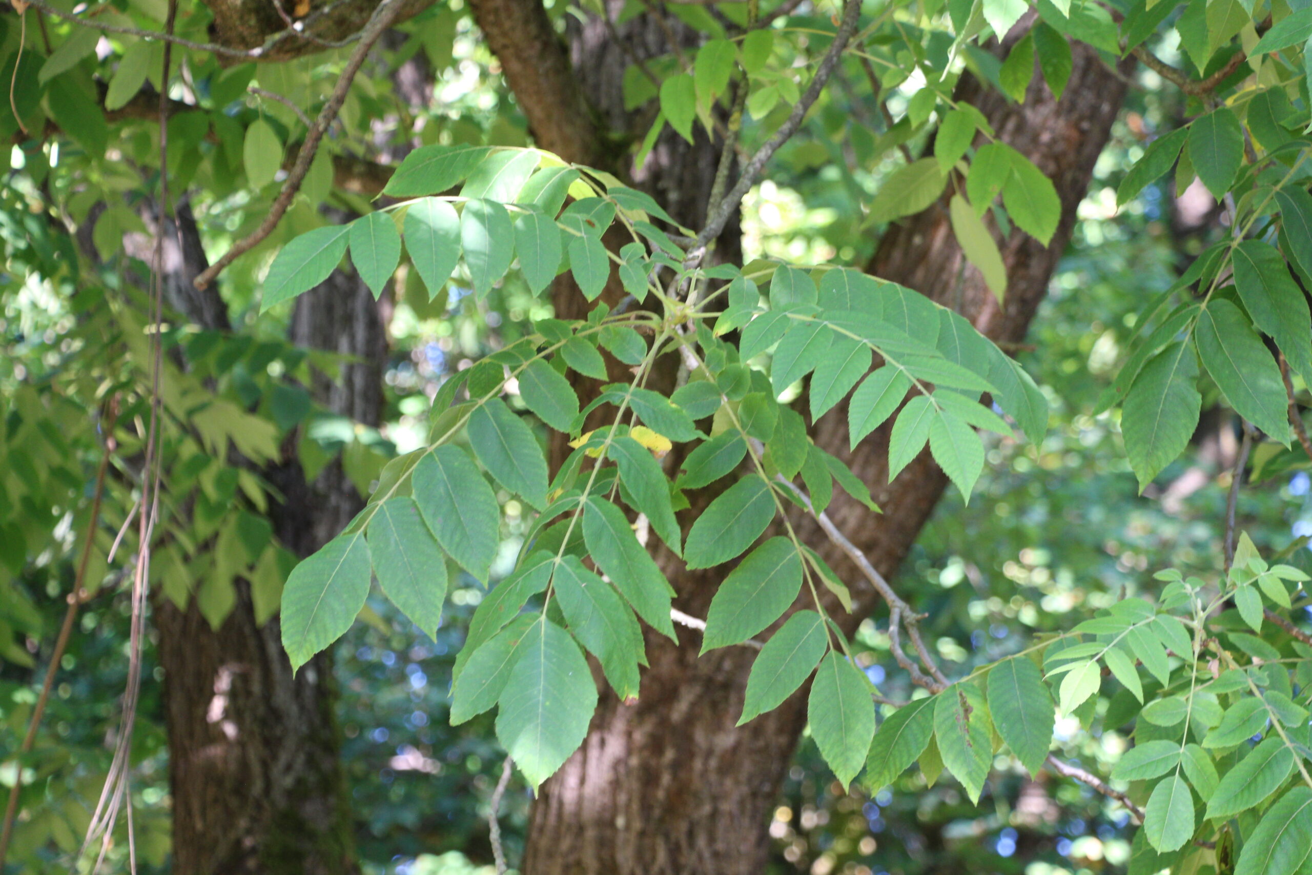 L-5-13_Juglans ailantifolia_v
