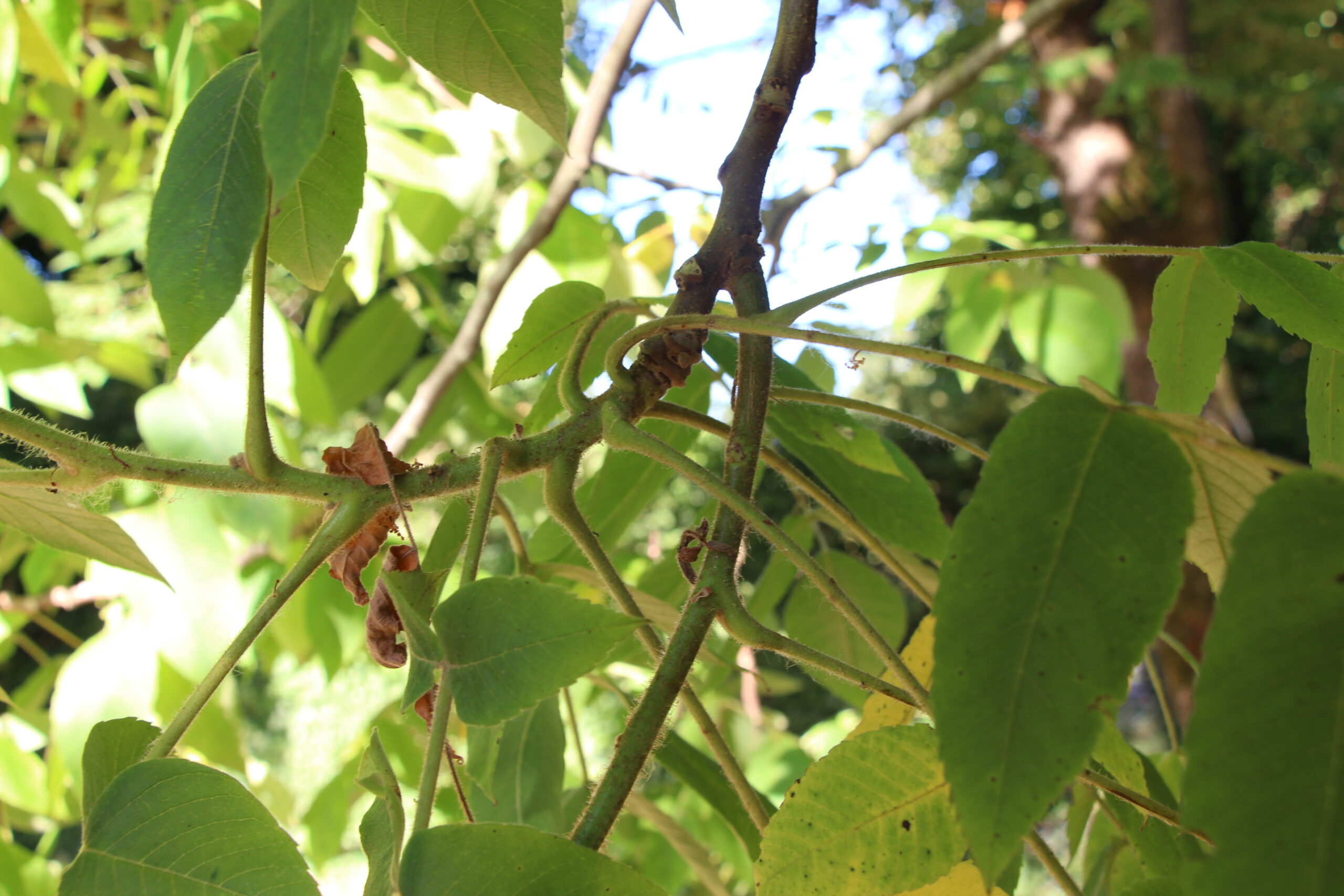 L-5-13_Juglans ailantifolia_v2